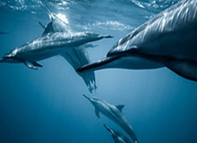 kaiyun-各种玩儿!东契奇坐替补席命中超远三分后又在球员通道前投进三分